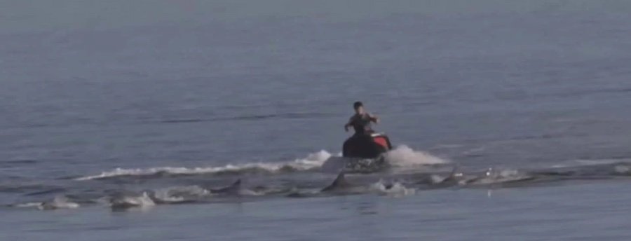 PWC Rider Plows Through a Pod of Dolphins in Australia, Could Face $100M Fine or Prison